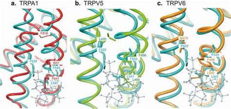 TRPV1 channels as a newly identified target for vitamin D